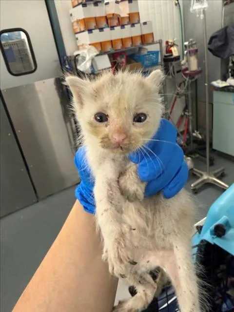 A baby small-sized male Domestic Short Hair cat named Sammy Slim for adoption in Woodland, CA