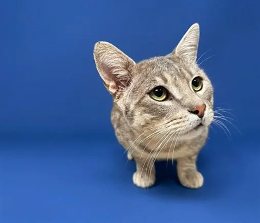 An adult large-sized male Domestic Short Hair cat named Freddie for adoption in Baldwin Park, CA