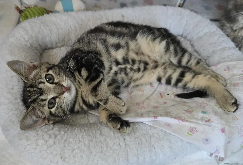 A young medium-sized female Domestic Short Hair cat named Tulip for adoption in Kenhorst, PA