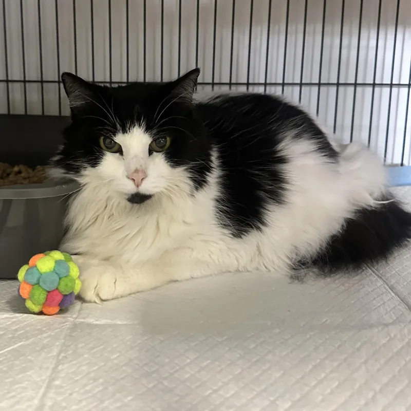 A senior large-sized female Domestic Long Hair cat named Lucy for adoption in Branford, CT