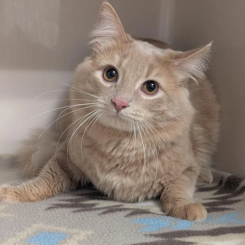 An adult large-sized male Buff / Tan / Fawn Domestic Medium Hair cat named Fabio for adoption in Watertown, NY