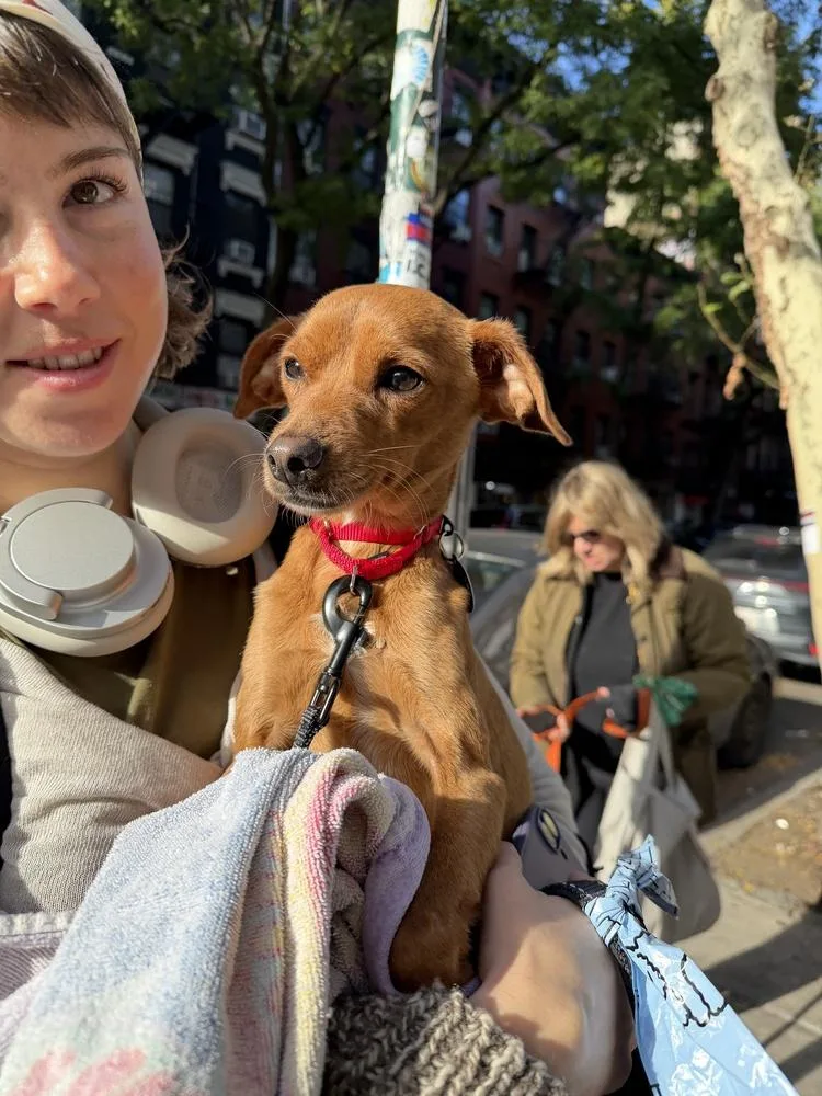 A young small-sized male Chihuahua dog named Blaze for adoption in Manhattan, NY
