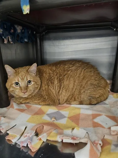 An adult medium-sized female Domestic Medium Hair cat named Demi for adoption in Frisco, CO