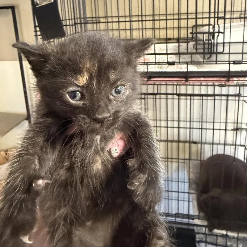 A baby small-sized female Tortoiseshell Domestic Short Hair cat named Marina for adoption in Pennsville, NJ