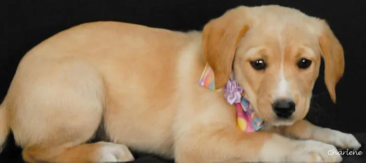 A baby medium-sized female Yellow / Tan / Blond / Fawn Black Mouth Cur dog named Jeep for adoption in Newland, NC