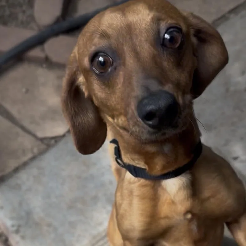 Wiener Dude thumbnail 2