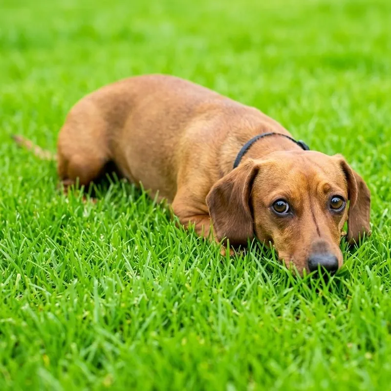 Wiener Dude thumbnail 4