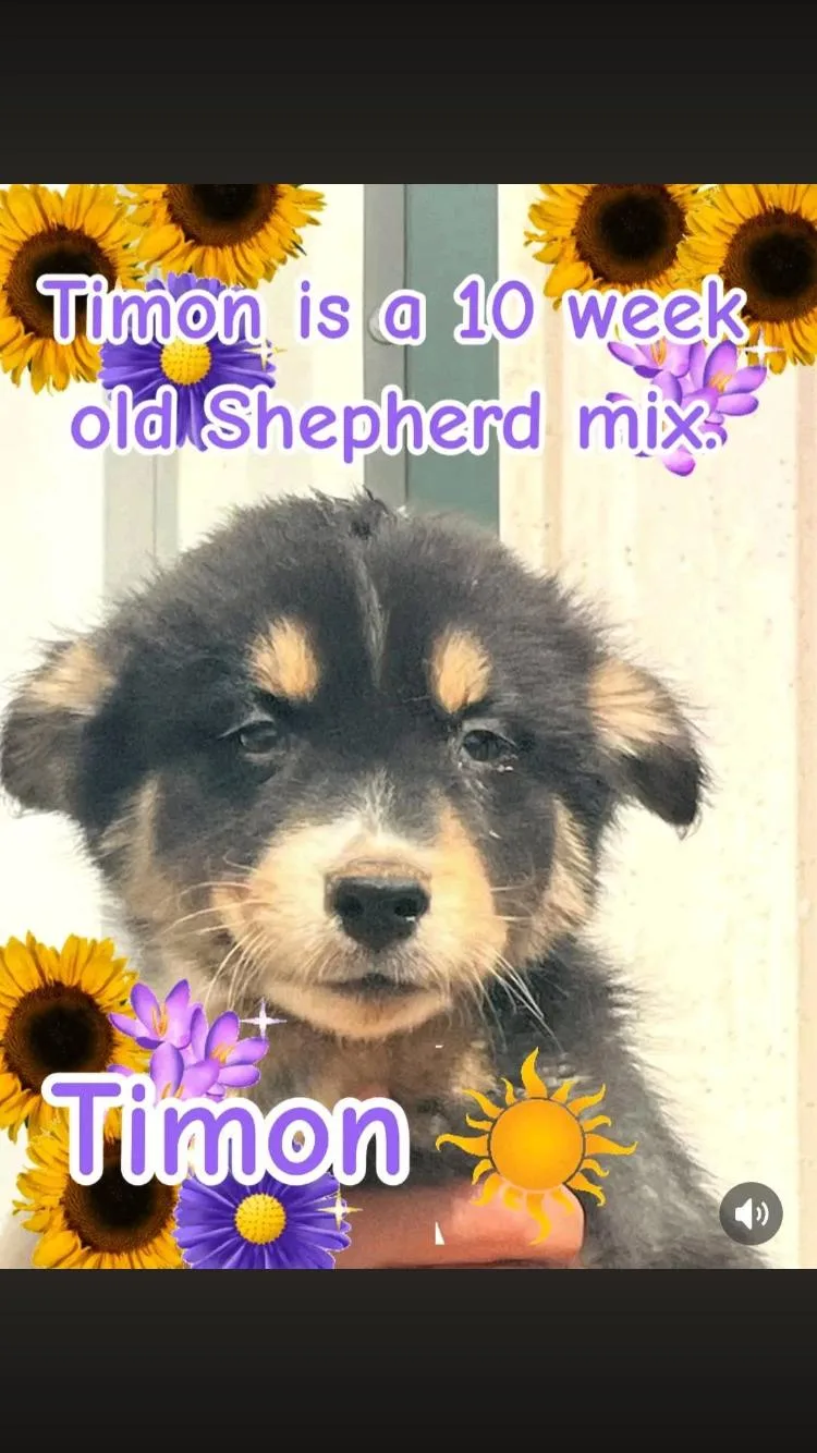 Timon thumbnail 2