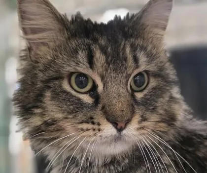 A young large-sized male Domestic Long Hair cat named Big Guy for adoption in Verona, WI