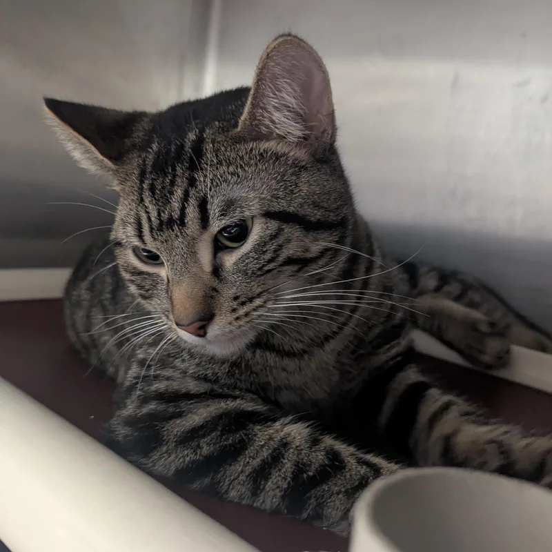 A baby large-sized male Tabby (Brown / Chocolate) Domestic Short Hair cat named Zebulla for adoption in Springfield, IL