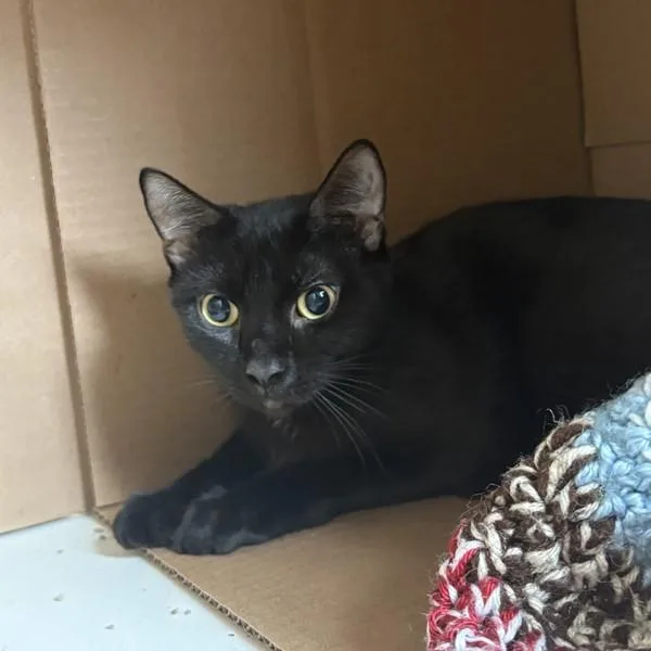 An adult small-sized female Domestic Short Hair cat named Mary for adoption in Des Moines, IA