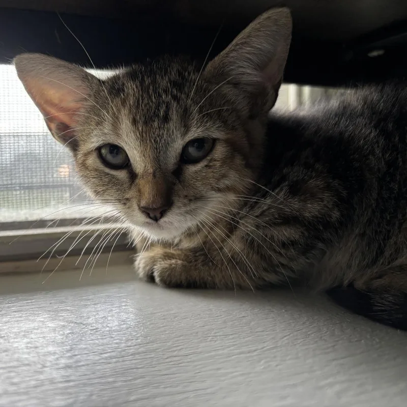 A baby small-sized female Black Domestic Short Hair cat named Demotion for adoption in Carencro, LA