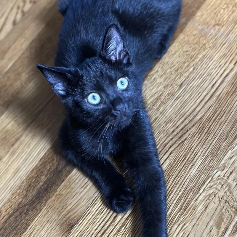 A baby small-sized male Black Domestic Short Hair cat named Fire for adoption in Long Beach, CA