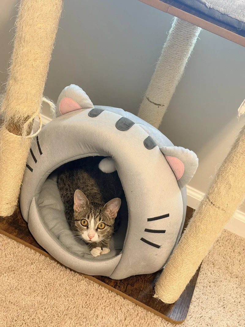 A young medium-sized female Domestic Short Hair cat named Snippit for adoption in Camden, SC