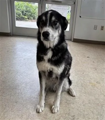 An adult large-sized male Siberian Husky dog named Oreo for adoption in San Pedro, CA