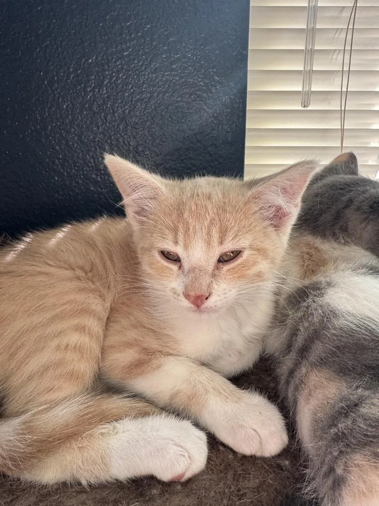 A baby small-sized male Domestic Short Hair cat named Blade for adoption in Parker, CO