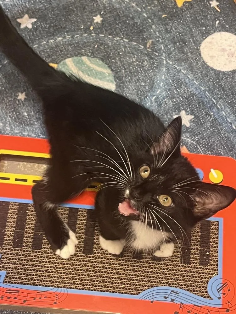 A baby small-sized male Domestic Short Hair cat named Ansel Adams for adoption in Blanchard, OK