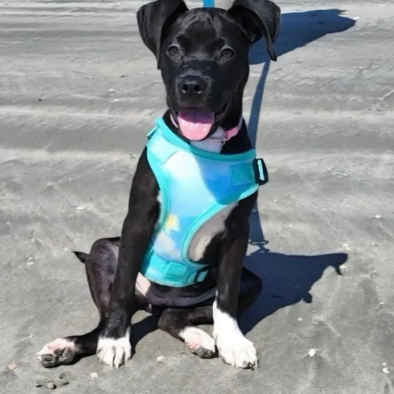 A baby medium-sized female Mixed Breed dog named Andi for adoption in Myrtle Beach, SC