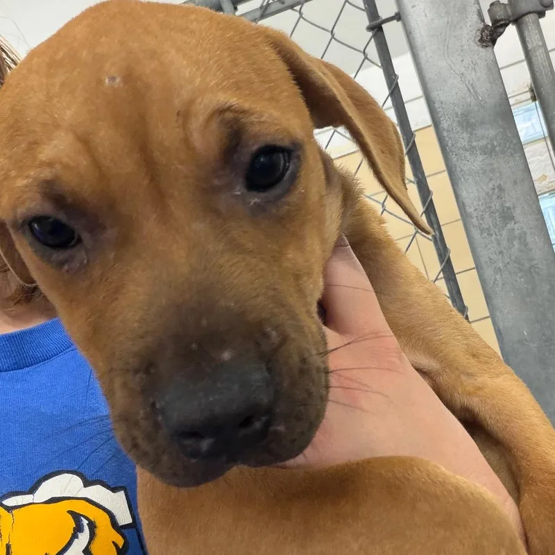 A baby small-sized female Yellow / Tan / Blond / Fawn Pit Bull Terrier dog named Ember for adoption in Deerfield, IL