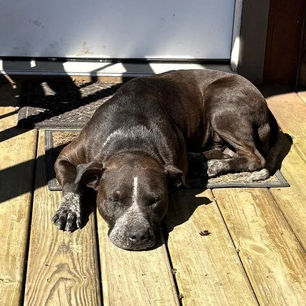 An adult large-sized male Black Pit Bull Terrier dog named Rocko for adoption in Wadena, MN