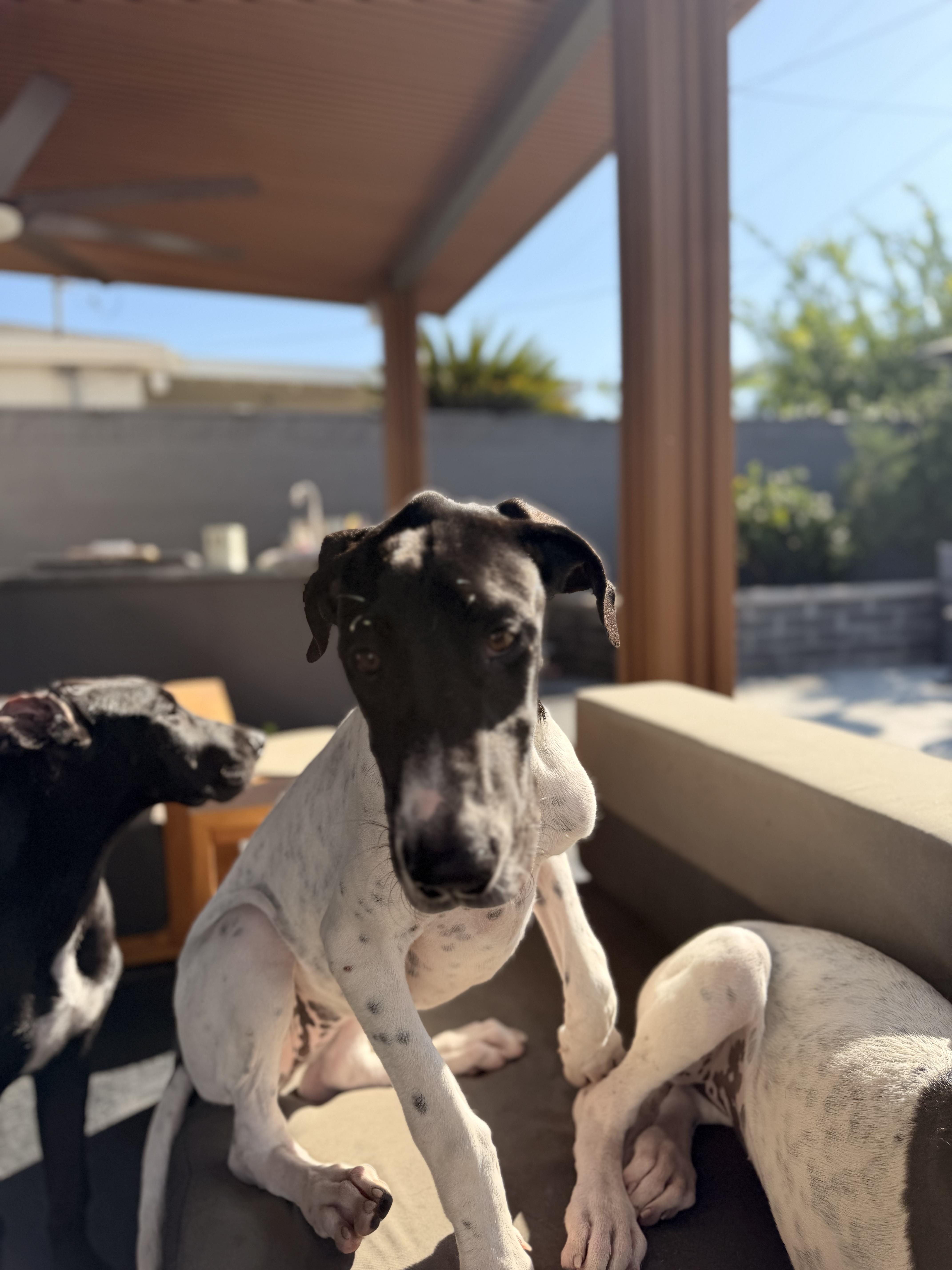 A baby large-sized female Great Dane dog named Carrie for adoption in Long Beach, CA