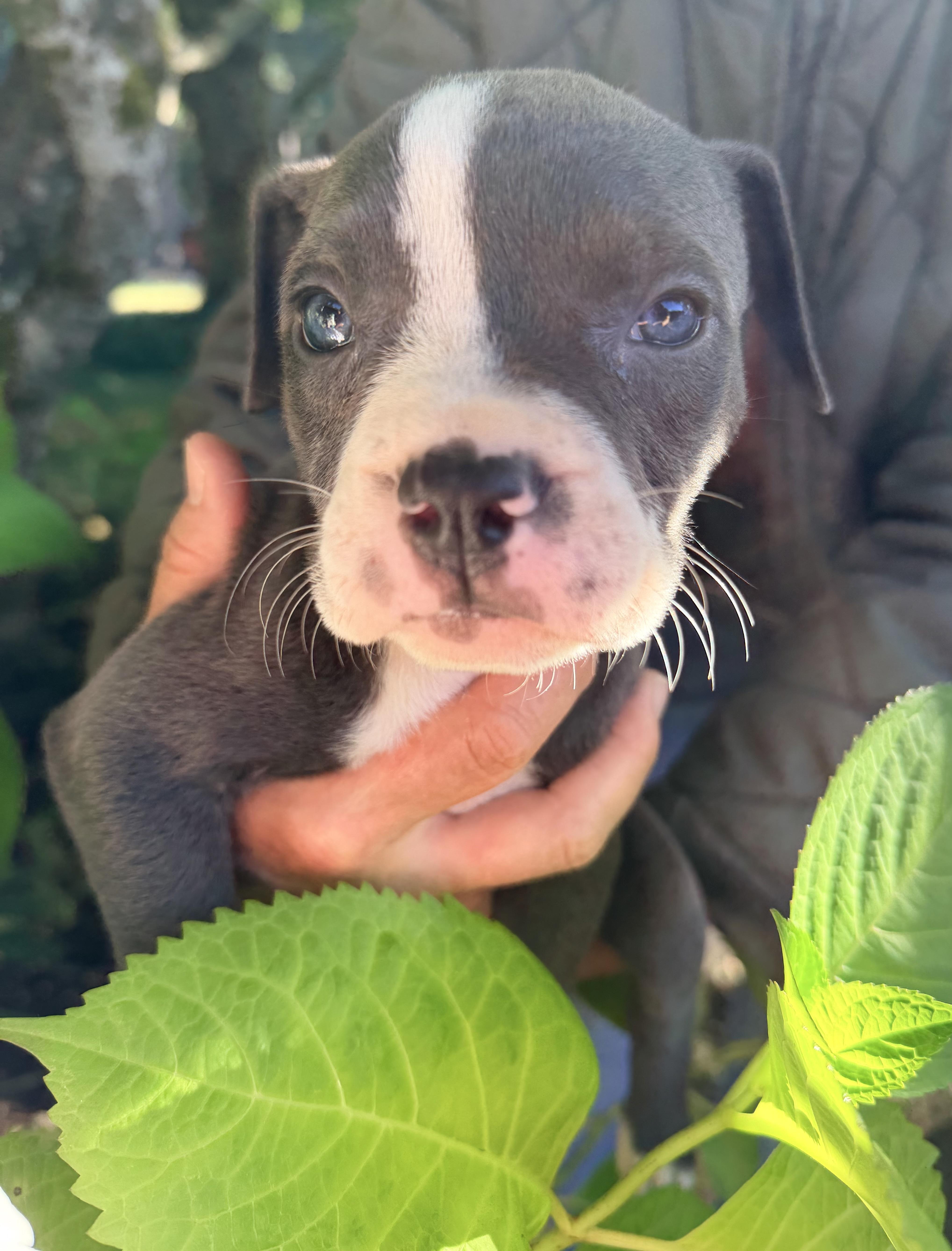 A baby large-sized female Gray / Blue / Silver Pit Bull Terrier dog named Scrunchie for adoption in Beavercreek, OR