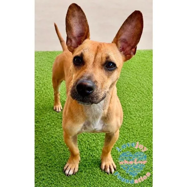 A baby small-sized female Yellow / Tan / Blond / Fawn Chiweenie dog named Blossom for adoption in Inglewood, CA