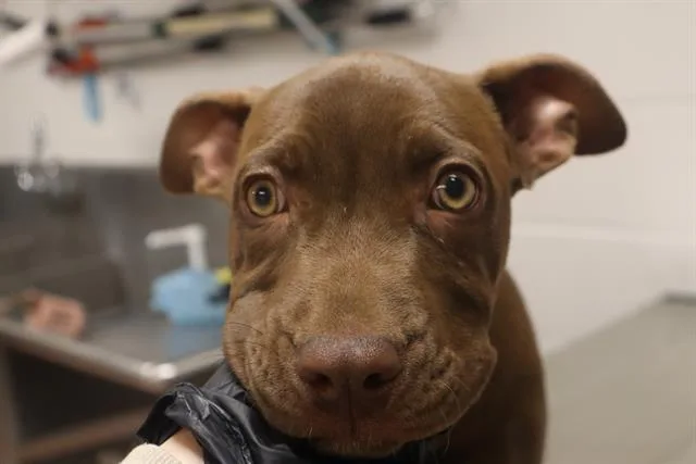 A baby small-sized female Mixed Breed dog named Hershey for adoption in Columbia, SC