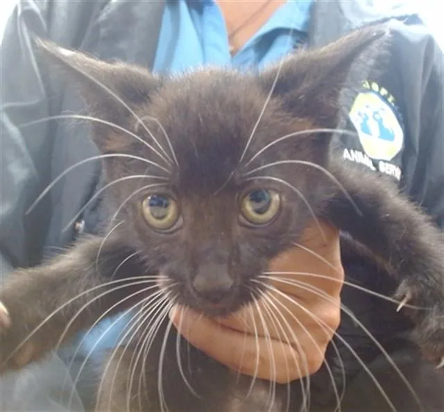 A baby small-sized female Domestic Short Hair cat named Lou for adoption in Miami, FL
