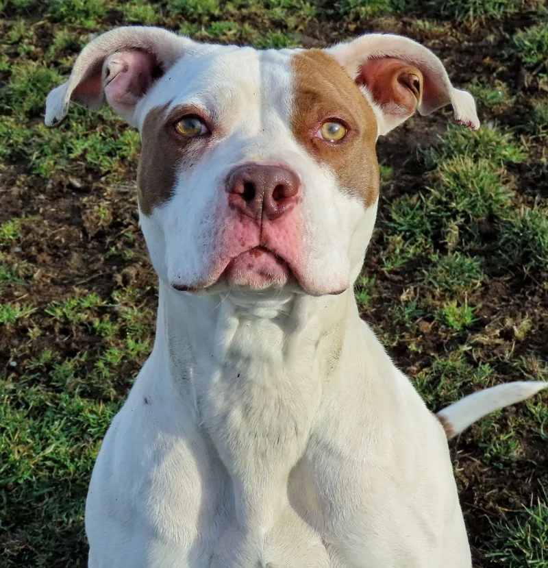 An adult large-sized female Brown / Chocolate Pit Bull Terrier dog named Valentina for adoption in Amityville, NY