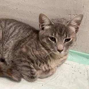 A young small-sized female Domestic Short Hair cat named Wilma for adoption in Georgetown, KY