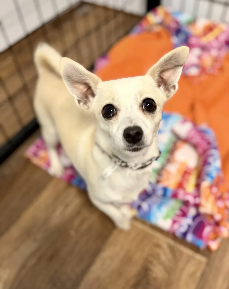 A young small-sized female White / Cream Chihuahua dog named Trixie for adoption in Sonora, CA