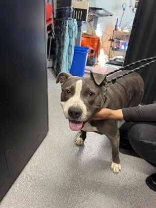 An adult medium-sized female Mixed Breed dog named Ricona for adoption in West Chester, PA