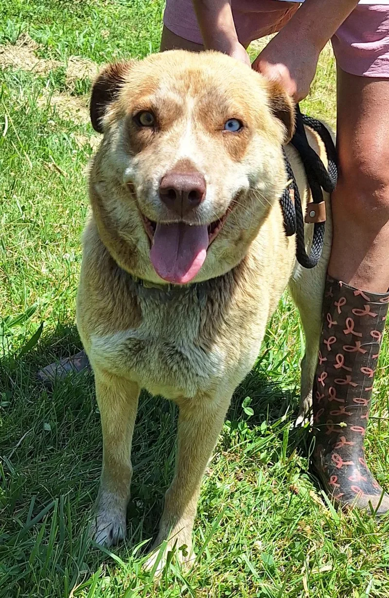 A young medium-sized female Apricot / Beige Mixed Breed dog named Sandy for adoption in Stanton, KY