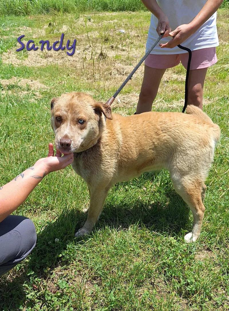 Sandy thumbnail 2