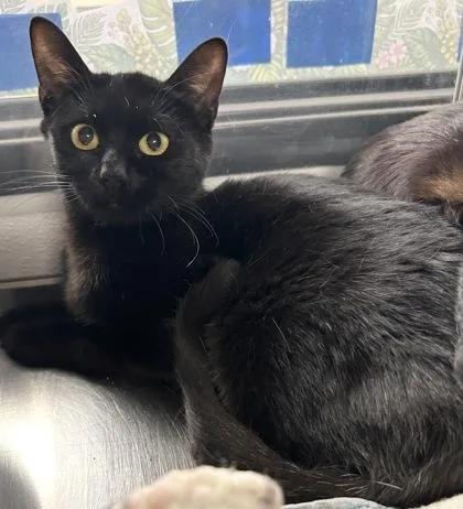 An adult small-sized female Domestic Short Hair cat named Crumpet for adoption in Phoenix, AZ