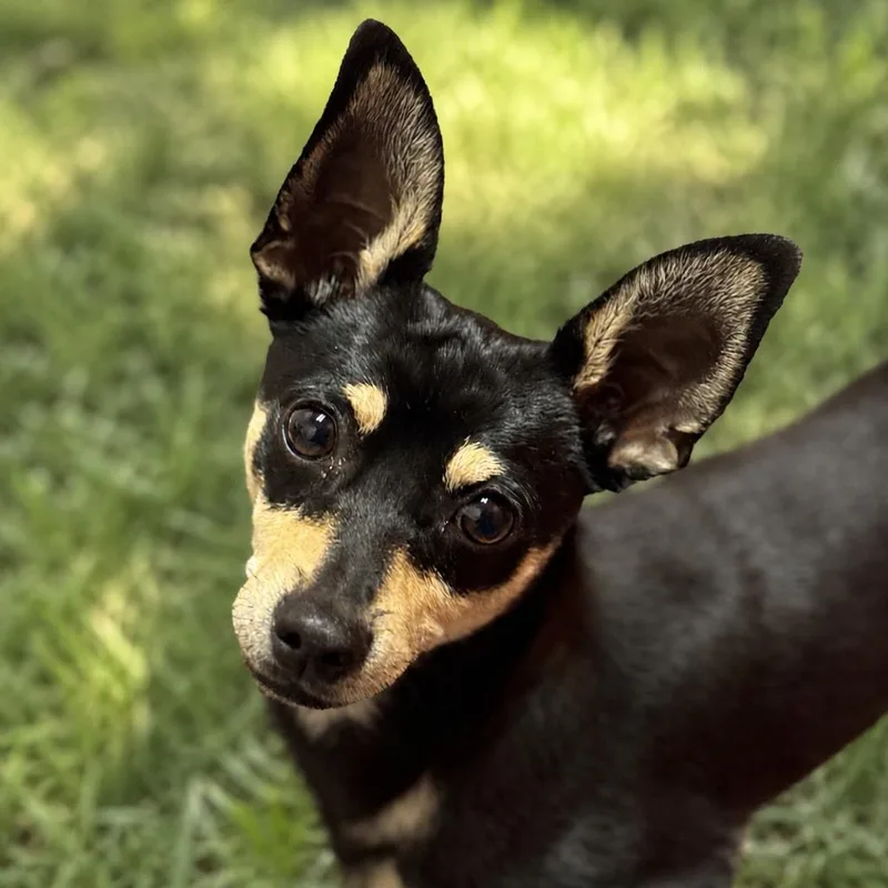 Pancho thumbnail 5