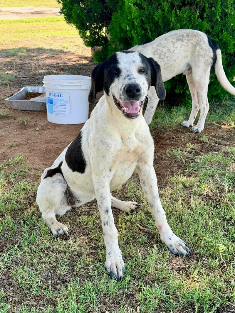 A baby medium-sized female English Pointer dog named Dot for adoption in Dripping Springs, TX