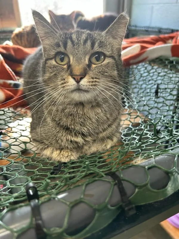 An adult large-sized male Domestic Short Hair cat named Biscuit for adoption in Bryan, OH