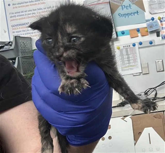 A baby medium-sized female Domestic Short Hair cat named Tiny for adoption in Dallas, TX