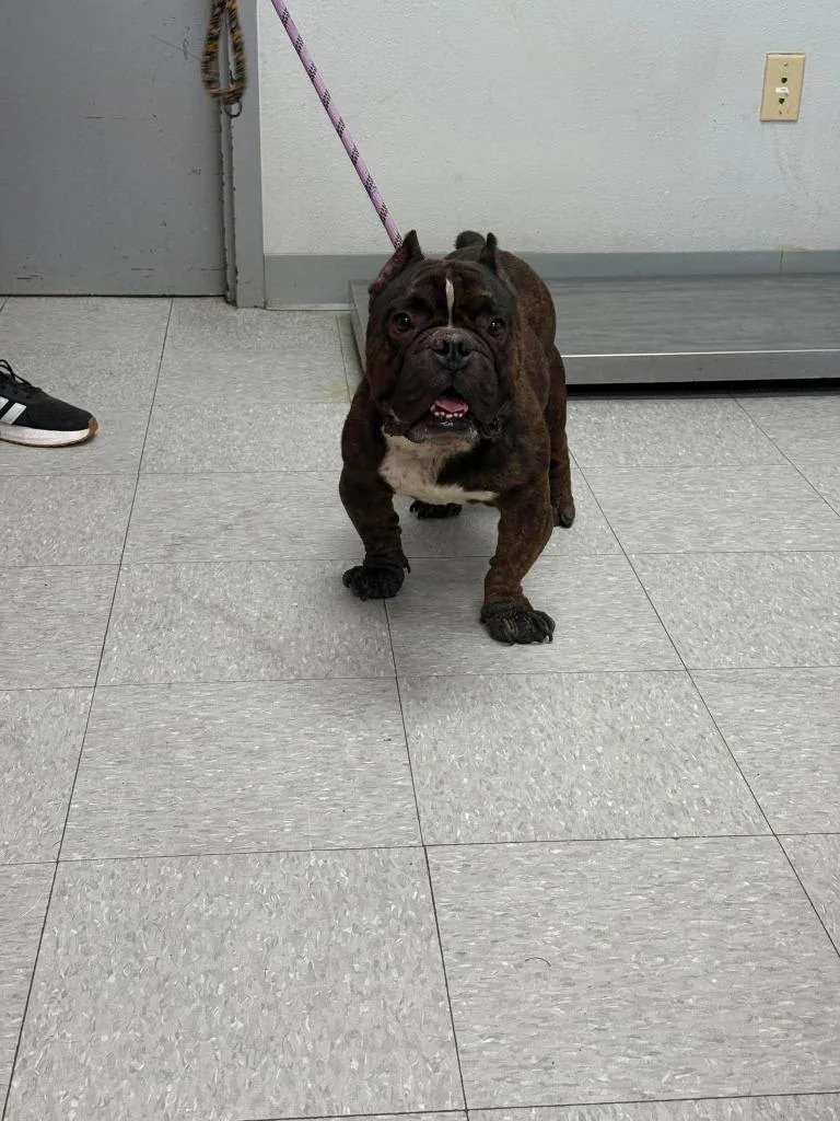An adult medium-sized male Pit Bull Terrier dog named Kermit for adoption in Sorrento, LA