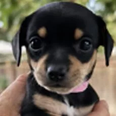 A baby small-sized female Black Chihuahua dog named Tilt a Whirl for adoption in Redmond, WA