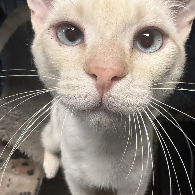 A young medium-sized male Flame Point Domestic Short Hair cat named Echo for adoption in Jackson, CA