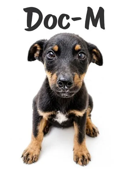 A baby small-sized male Doberman Pinscher dog named Doc for adoption in Guntersville, AL