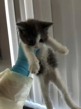 A baby medium-sized female Domestic Short Hair cat named Boba for adoption in Sacramento, CA