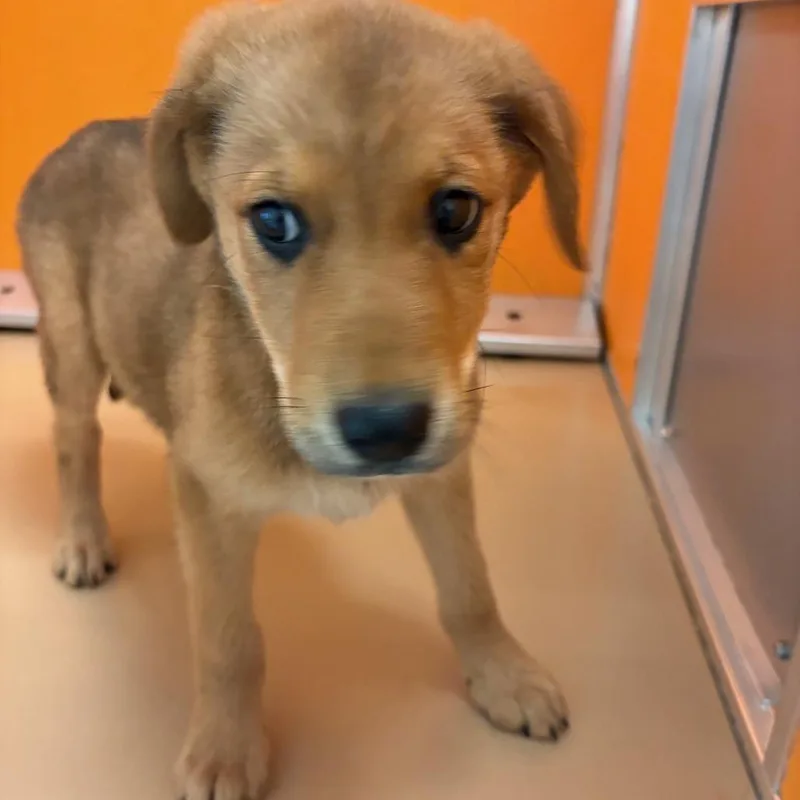 A baby medium-sized female Yellow / Tan / Blond / Fawn Shepherd dog named Rainier for adoption in Norman, OK
