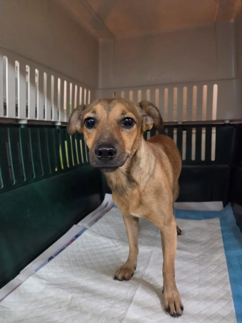 A young medium-sized male Chihuahua dog named Elton for adoption in El Centro, CA