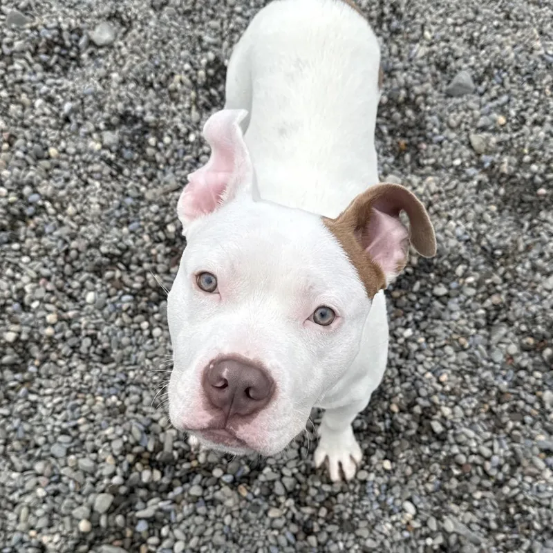 A young medium-sized male White / Cream Mixed Breed dog named Uhaul for adoption in Binghamton, NY