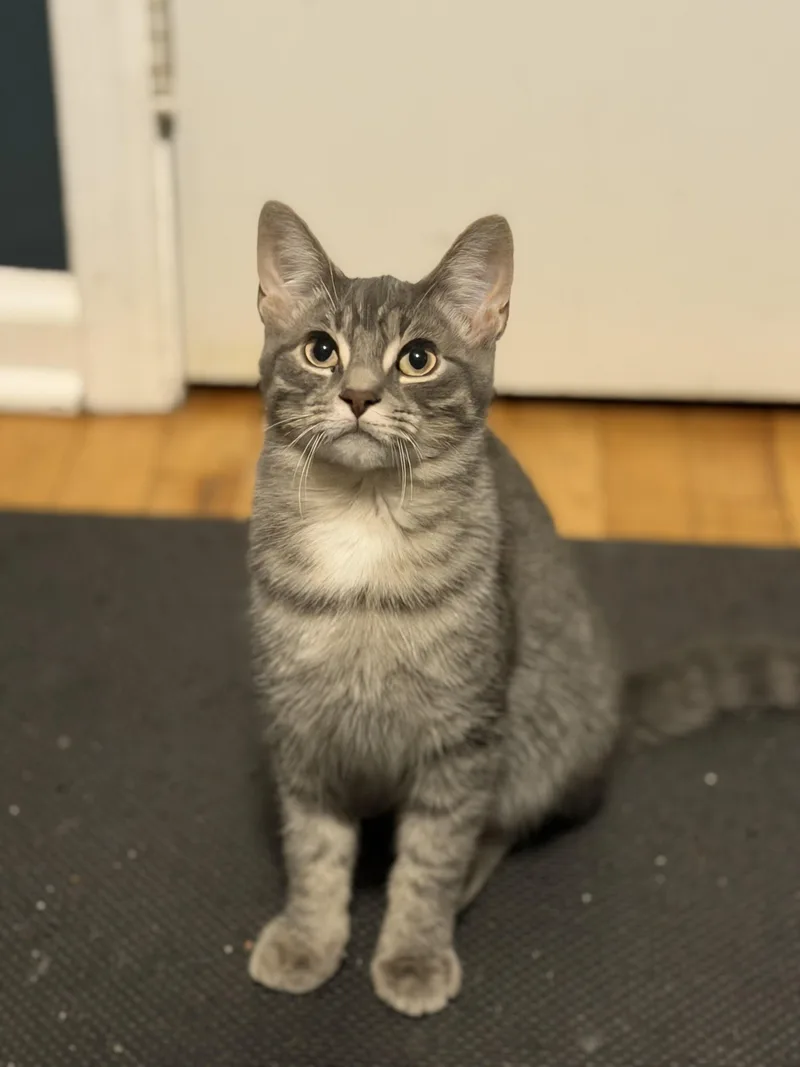 A baby medium-sized male Tabby (Gray / Blue / Silver) Domestic Short Hair cat named River for adoption in Sterling Heights, MI