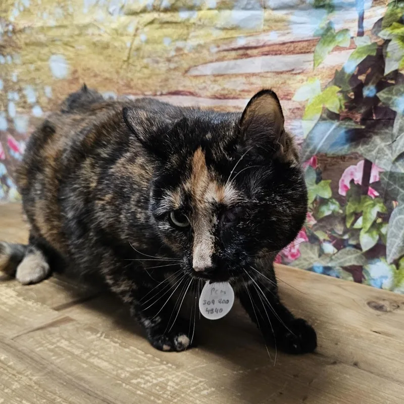 An adult large-sized female Tortoiseshell Domestic Short Hair cat named Precious for adoption in Normal, IL